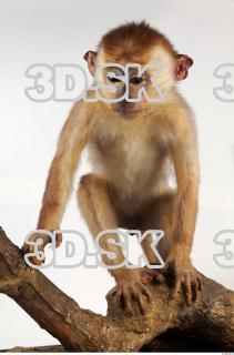 Toque Macaque - Macaca sinica 0001